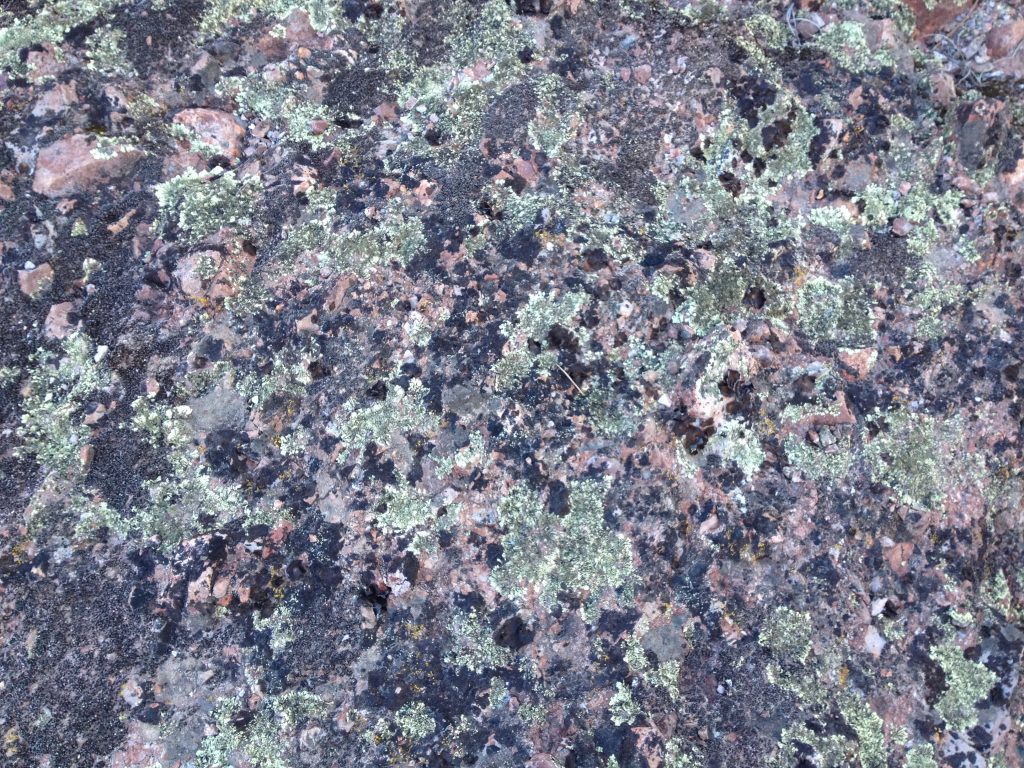 lichen
