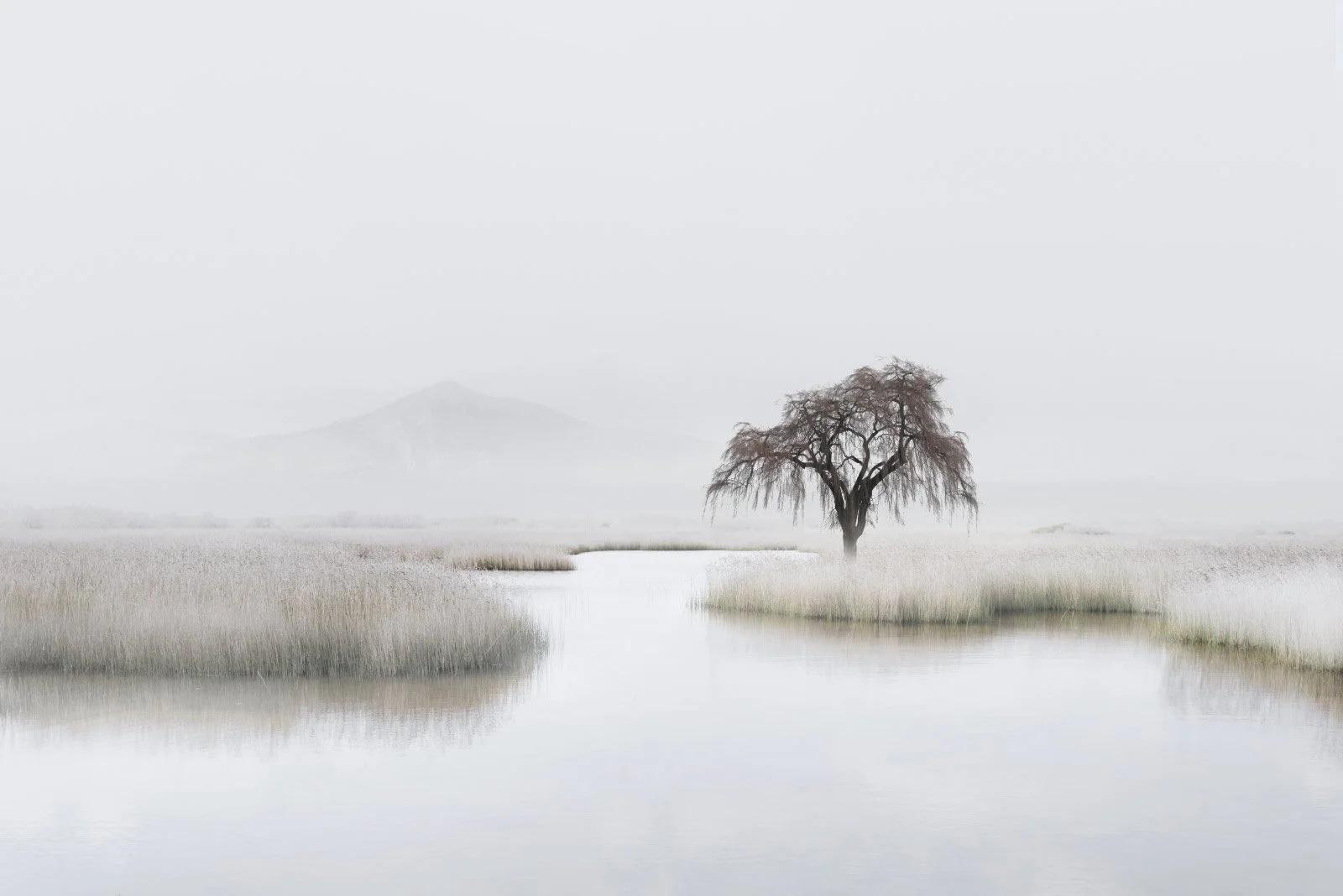 Minimalist winter landscape with a lone tree, from In Dreams by Petros Koublis.